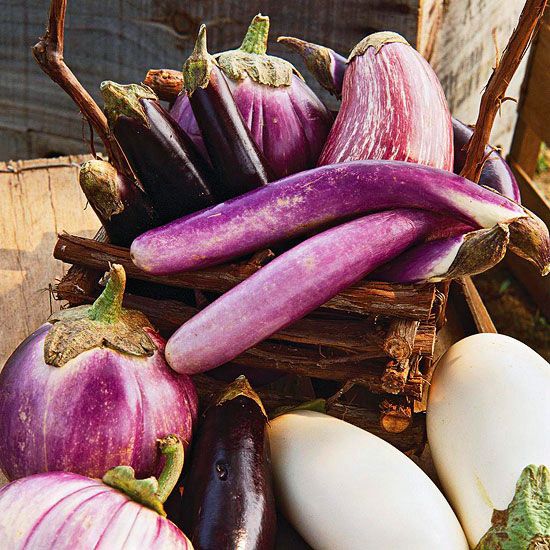 How To Pick An Eggplant In Harvest Time Taste Insight