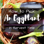 How to Pick An Eggplant in Harvest Time
