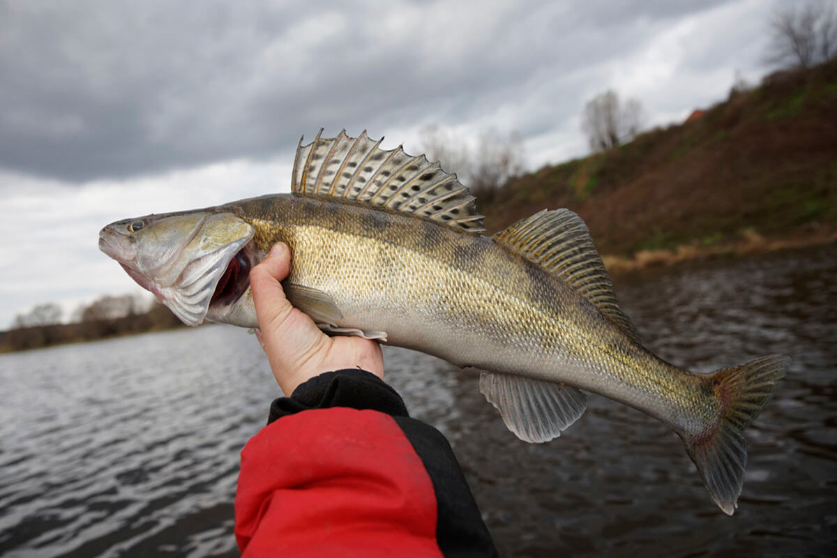 what-does-walleye-taste-like-surprising-answer-you-need-to-know